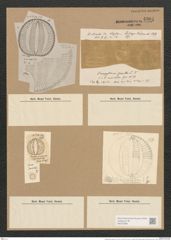 Campylodiscus gevilii Lend.-Fortm. (de-Toni-Nr.: Genus 57, Species 2433) Zeichnungen Sammlung Grunow Nr. 4901 (NHMW-BOT-W0373099)